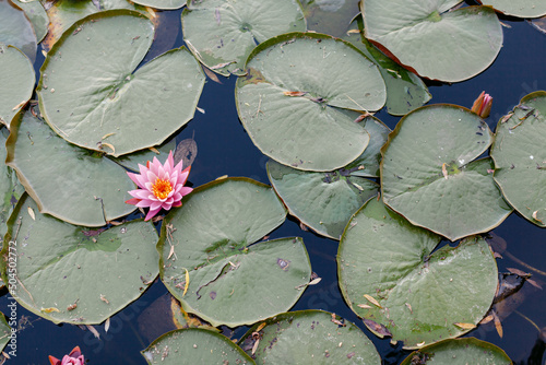 Lily pads with a pink bloom