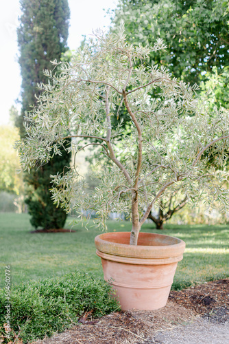 Planted olive tree in terra cotta pot
