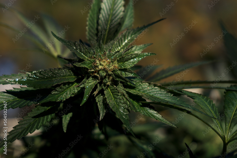 Close up photo of marijuana plants at outdoor Close up photo of marijuana plants at outdoor