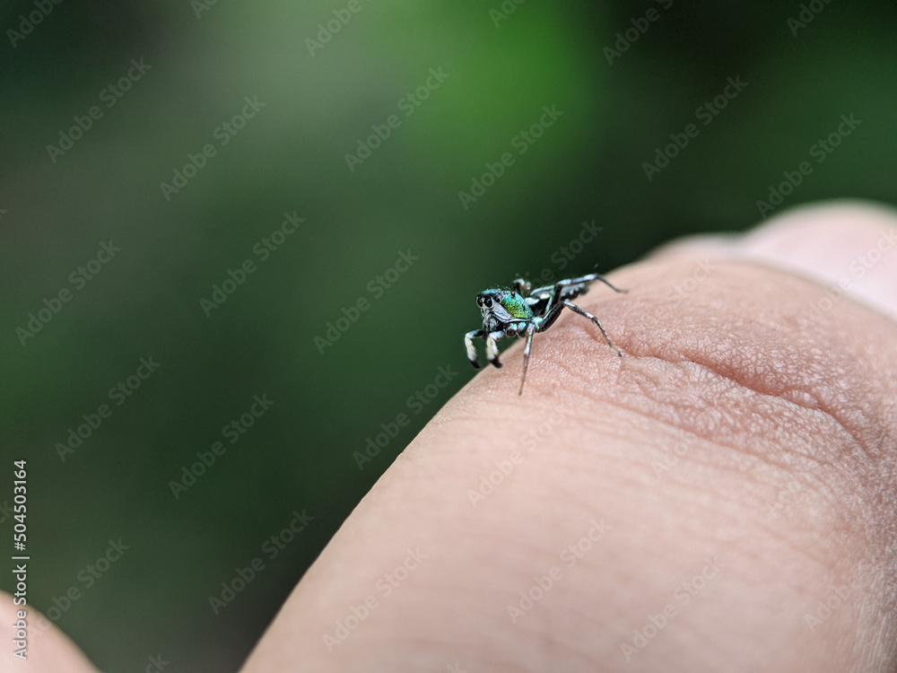 Small green spider (Cosmophasis) on a someone finger with blur or bokeh background. Small green spider (Cosmophasis) on a someone finger with blur or bokeh background.