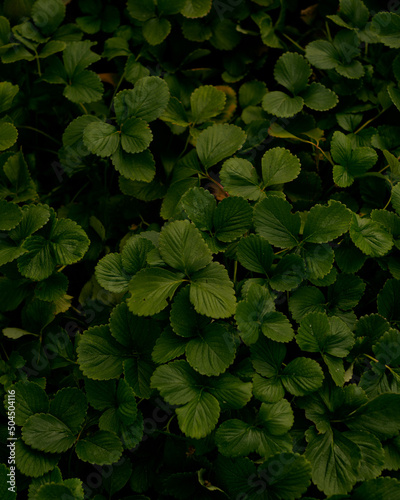 Strawberry Plants on a Farm