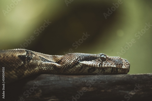 portait of a python photo