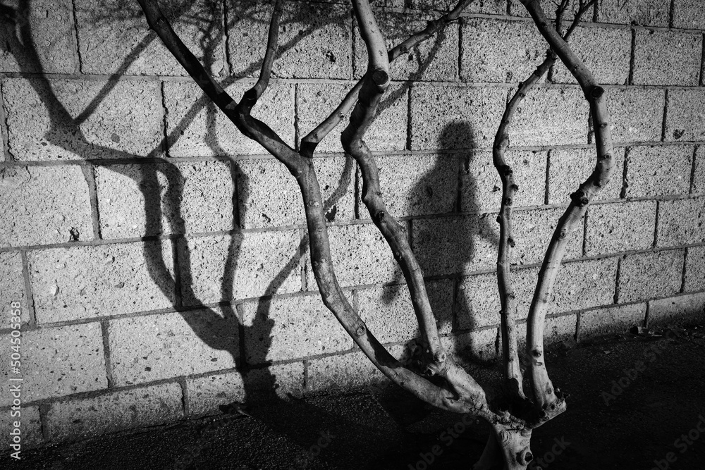 Shadow of a walker among branches. Shadow of a walker among branches.