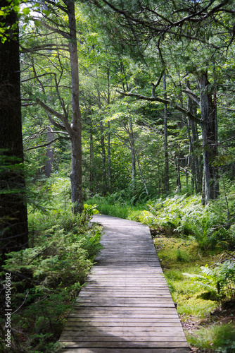 Path in Swampy Woods