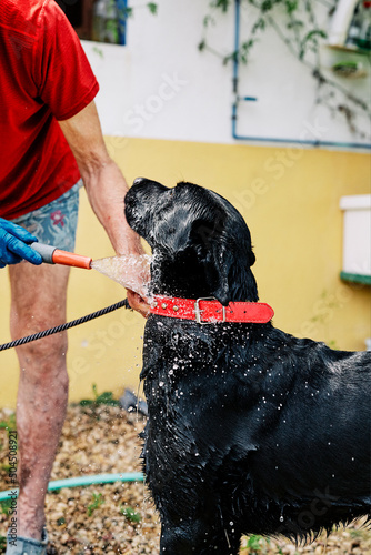 Senior Man Showering His Dog