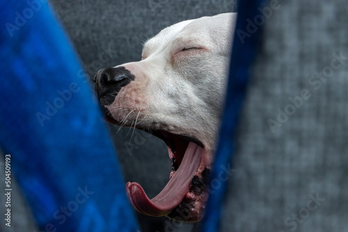 The white bull terrier is yawn in a bus. Fototapet