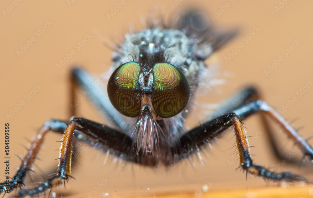 Fototapeta premium Ein Porträt einer Raubfliege mit großen, grün schillernden Augen