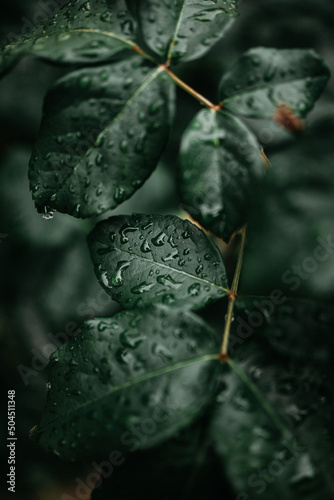 Water On The Leaves. 