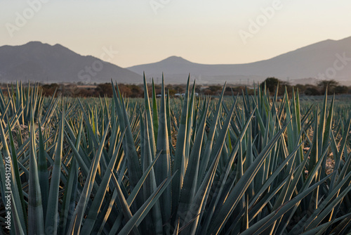 Agaves for Tequila with mountains in the background
