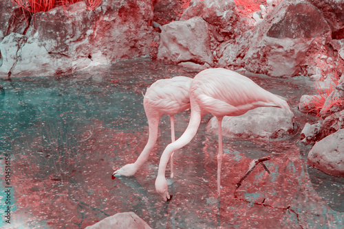 Pink flamingos, infrared photography photo