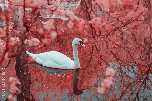 white swan, infrared photography photo
