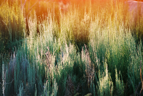 Equisetum