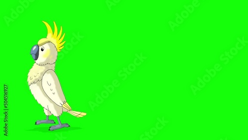 White cockatoo Parrot comes and goes away chroma key