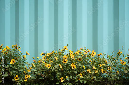 Daisy Daze