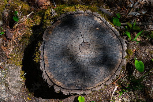 Cut tree in a forest for paper photo