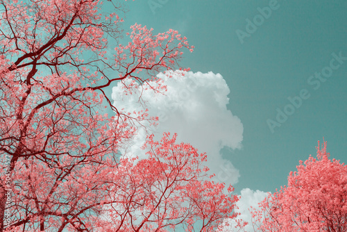 Infrared photography of tree branches with clouds.