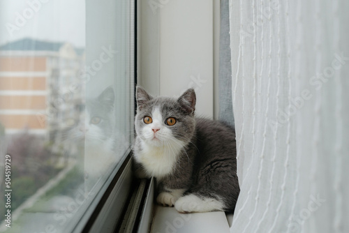 bantam cat on the windowsill photo
