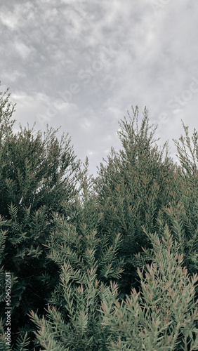 Beautiful green pine plant background 