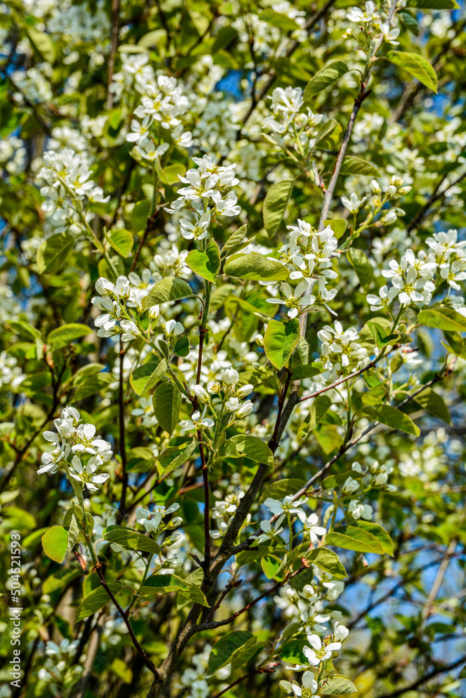 Amelanchier alnifolia var. semiintegrifolia shrub in flower, selective focus . Amelanchier alnifolia var. semiintegrifolia shrub in flower, selective focus .