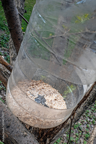 Plastic bird feeder hanging on an apple tree branch