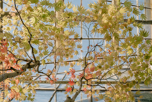 Beautiful autumn tree in the winter garden