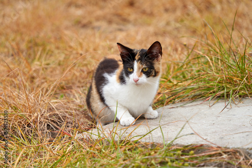 young cat with muliticolored fur sits at the edge of a sidewalk slab in a garden that is surrounded by brown grass that has been treated with herbicides photo