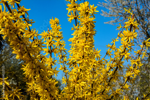 Beautiful Forsythia in spring time. Blooming forsythia bush