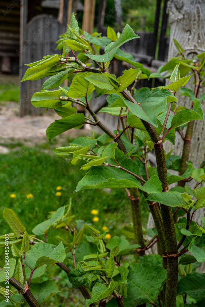 Polygonum sachalinense in spring. Green young plant in spring. Polygonum sachalinense in spring. Green young plant in spring.