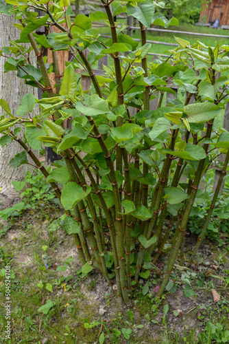Polygonum sachalinense in spring. Green young plant in spring. photo