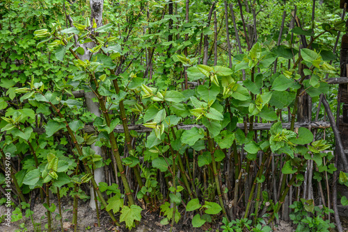 Polygonum sachalinense in spring. Green young plant in spring.