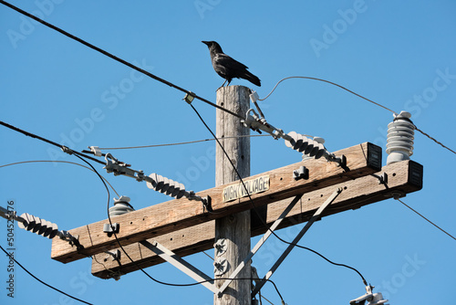 A crow on a telegraph pole photo
