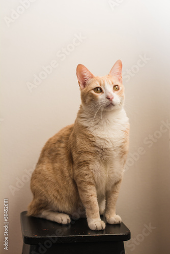 White and yellow cat portrait