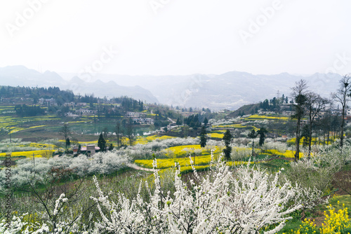 Countryside terraces photo