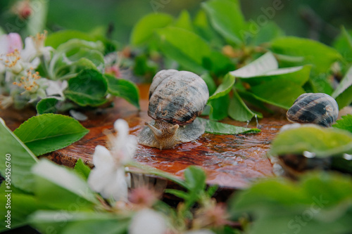 Three snails crawl after the rain in the garden