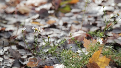 One field chamomile Bush. Blooming field chamomile on the background of fallen leaves. Fallen leaves on the ground. Late autumn. photo