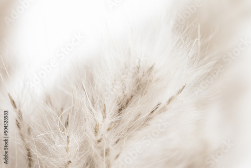Beige neutral color dried fluffy tiny romantic flowers with seeds on light blur background macro