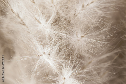Beige neutral color dried fluffy tiny flowers with seeds on blur background macro