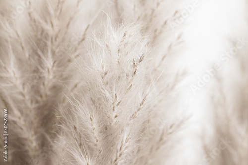 Beige brown neutral color dried fluffy tiny romantic flowers branches on light blur background macro