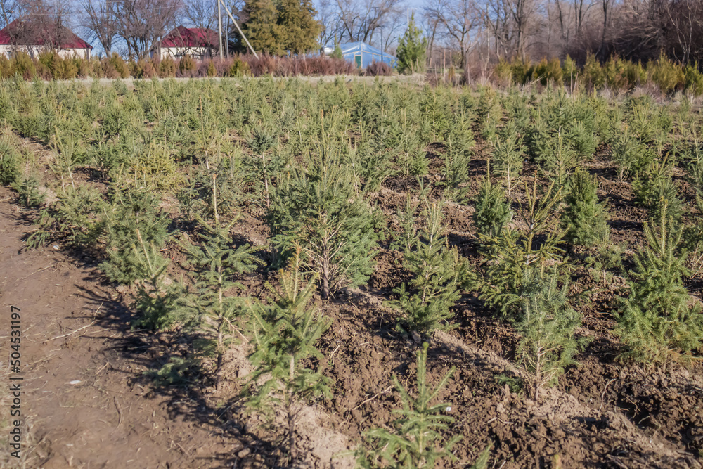 Obraz premium Green coniferous plants in the nursery. Growing seedlings for reforestation.