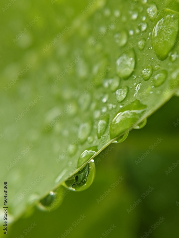 water drops on a leaf water drops on a leaf