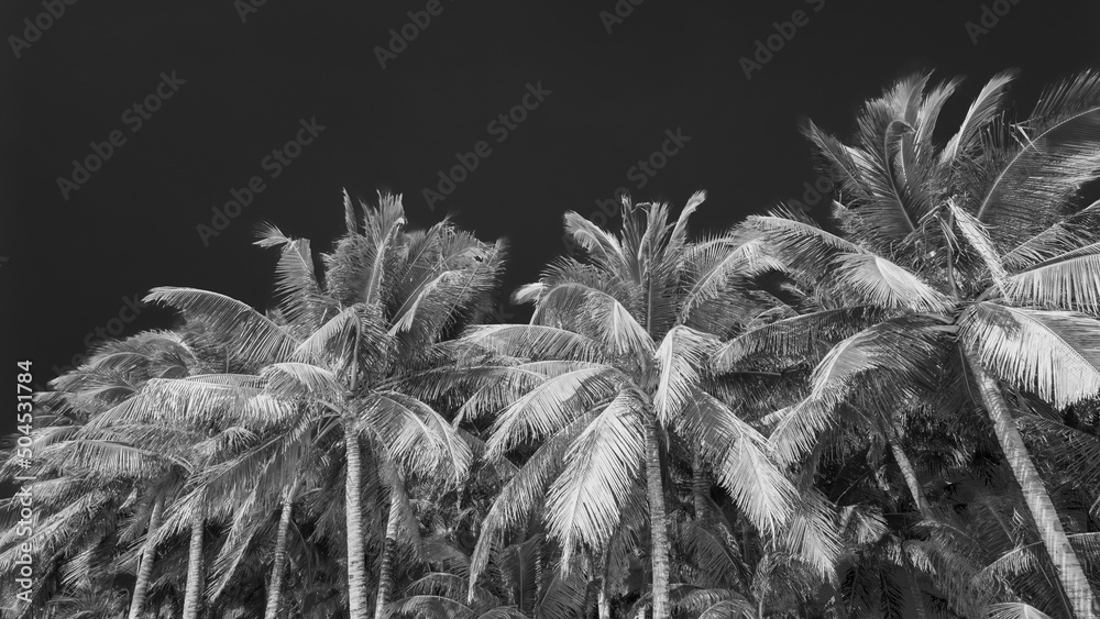 Palm Trees In Black And White Stock Photo Adobe Stock 1000 F 504531784 UYa5N8LIPalwuVjk5GsMKQj3K2lyJ20O