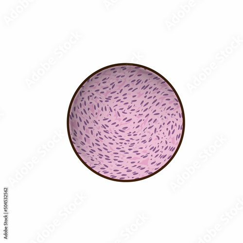 fibrous tissue under the microscope, vector, illustration