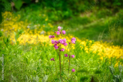 flowers in the meadow