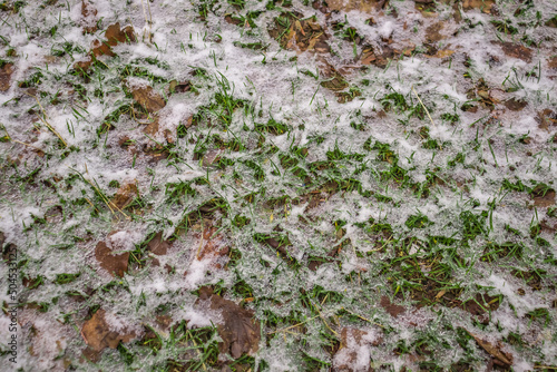 Melting snow in nature on the grass, top view