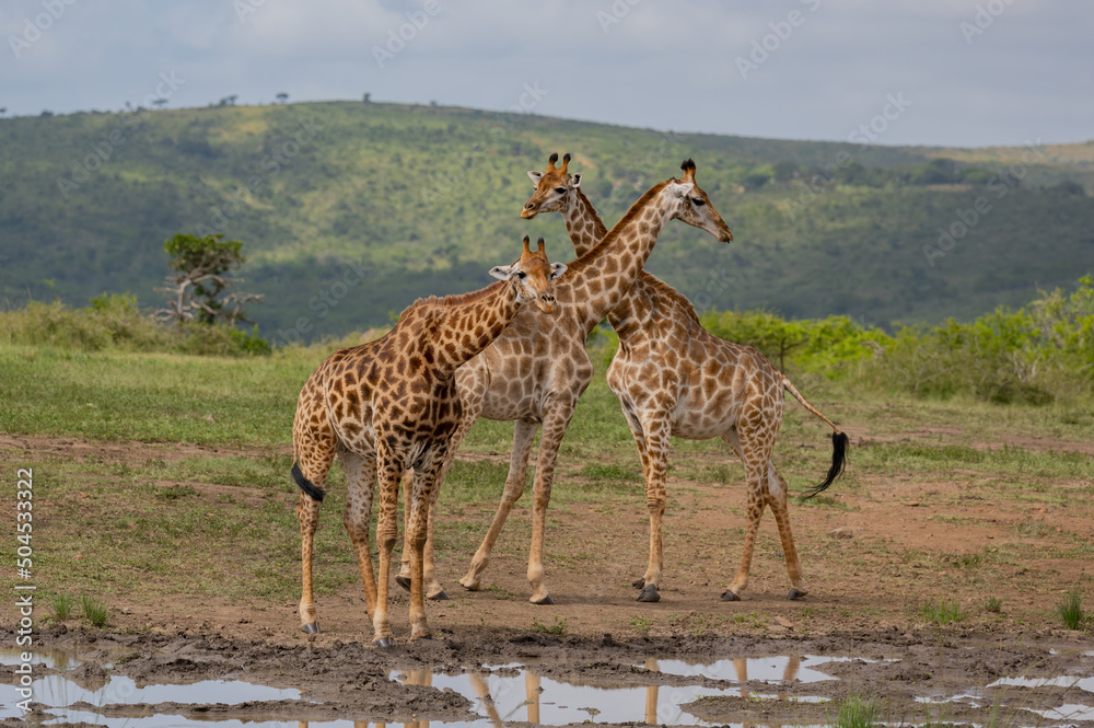 Obraz premium Giraffen im Naturreservat im Hluhluwe Nationalpark Südafrika
