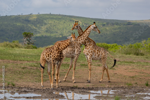 Giraffen im Naturreservat im Hluhluwe Nationalpark S  dafrika
