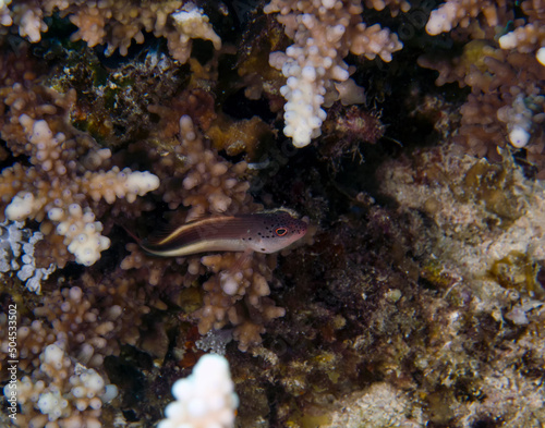 A Freckled Hawkfish (Paracirrhites forsteri) in the Red Sea, Egypt