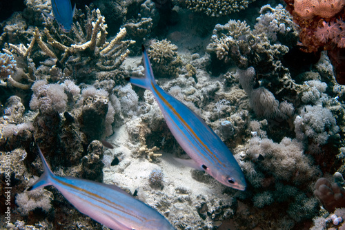 Many-lined Fusiliers (Pterocaesio digramma) in the Red Sea, Egypt photo