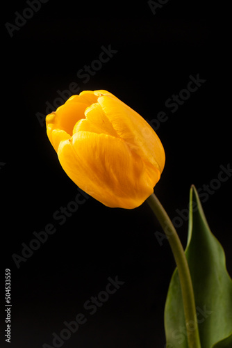 Elegant yellow tulip flower on a dark background.