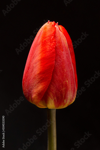 Elegant yellow tulip flower on a dark background.